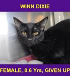 WINN DIXIE